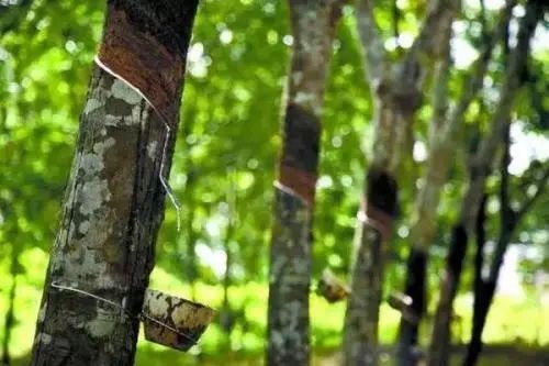 天然橡膠行情|多因素影響下，天然橡膠小幅上調