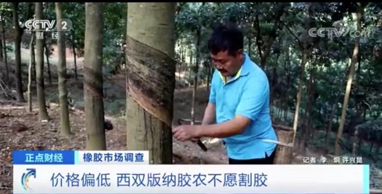 價格偏低 西雙版納膠農不愿割膠