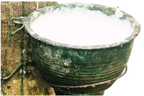 印度第二大橡膠生產邦增加天然膠種植 印度第二大橡膠生產邦增加天然膠種植