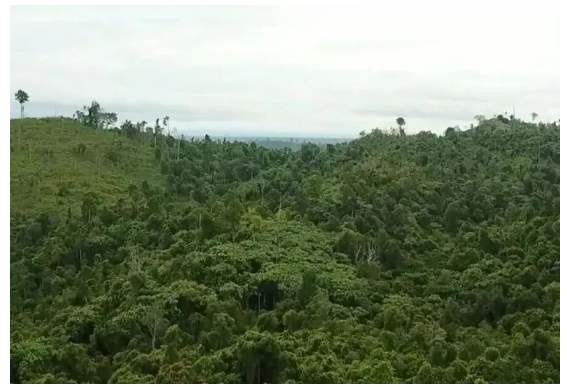 在米其林及其印尼合作伙伴參與之前，這片土地和森林遭受了嚴重的破壞和亂砍亂伐。
