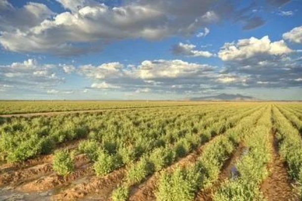 普利司通銀膠菊橡膠將商業化 普利司通銀膠菊橡膠將商業化