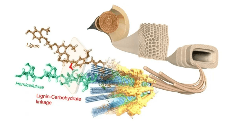 　雙方共同研發、制備了可用于電動汽車輪胎的纖維素生物基新材料，作為炭黑的可持續替代品。目前，正在實施推出含有這種填料的輕量化、低滾阻高性能綠色輪胎。
