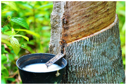 云南著力提升天然橡膠全產業鏈發展水平