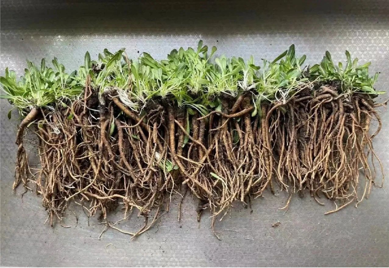 玲瓏著眼未來，搶占研究制高點，早在2012年已成功應用植物油替代石油類增塑劑，大大提升膠料可再生材料比例，同時開啟以蒲公英橡膠為主，兼顧銀膠菊橡膠和我國特有杜仲橡膠的第二天然橡膠的開發計劃。