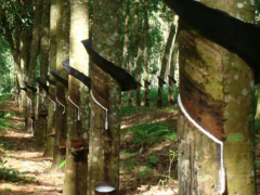 泰國(guó)橡膠業(yè)調(diào)整開割季，膠農(nóng)盼零關(guān)稅合作促發(fā)展