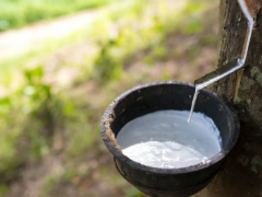 中泰橡膠貿易新探索，試點零關稅