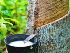 天然橡膠碳足跡標準,正式發布!